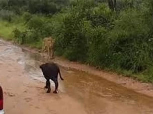 Clip: Trâu rừng mẹ giải cứu con khỏi miệng sư tử