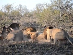 CLIP: Vì miếng ăn, sư tử đực hợp sức tấn công sư tử cái