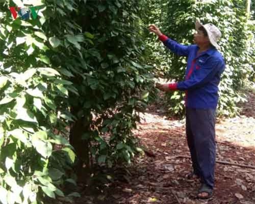 Bà Rịa - Vũng Tàu: Hồ tiêu được mùa, nông dân vẫn lo lắng