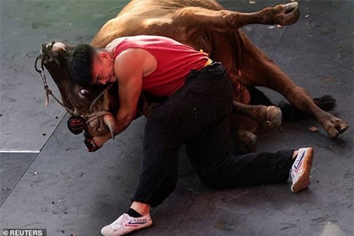 Võ sỹ Trung Quốc hạ gục con bò nặng 400kg bằng tay không chỉ trong vài phút