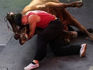 Võ sỹ Trung Quốc hạ gục con bò nặng 400kg bằng tay không chỉ trong vài phút