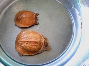 Cặp rùa đột biến vàng rực: Nhỏ tý hon giá 60 triệu không bán