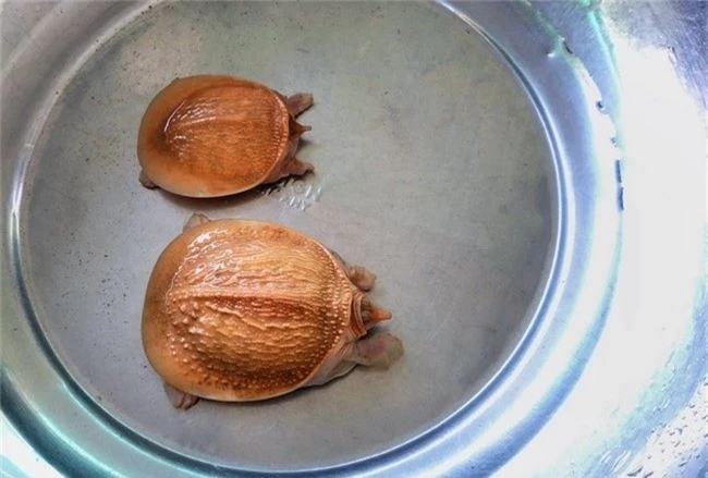 Cặp rùa đột biến vàng rực: Nhỏ tý hon giá 60 triệu không bán