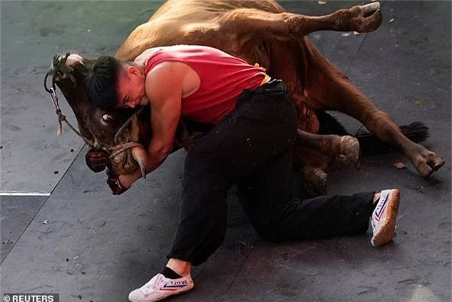 Một võ sỹ quật ngã chú bò nặng hàng trăm kg bằng tay không