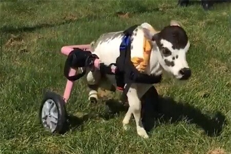 Clip: Những chiếc xe lăn 'kì lạ' dành riêng cho động vật khuyết tật