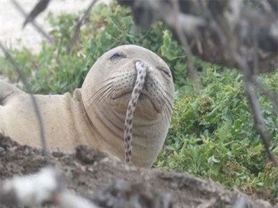 Ngạc nhiên cảnh hi hữu lươn chui vào… mũi hải cẩu