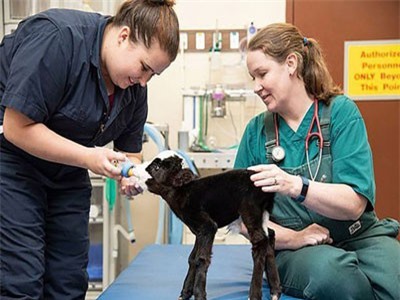 Bê con nhỏ nhất thế giới vừa được sinh tại Mỹ