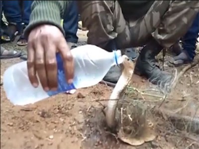 Clip: Rắn hổ mang đòi uống nước như người