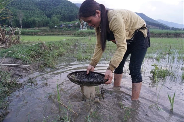 Người dân huyện Ba Tơ dùng sàng tre bắt nòng nọc dưới nước.