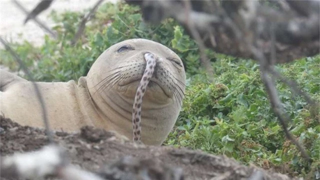 Chú hải cẩu thầy tu bị lươn chui vào mũi đã may mắn được các nhân viên cứu hộ giúp đỡ.