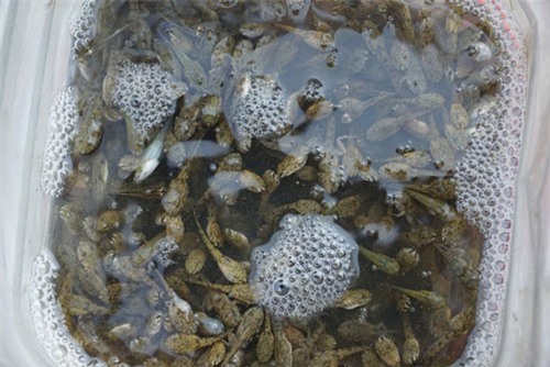 Đặc sản nòng nọc ở vùng cao Quảng Ngãi