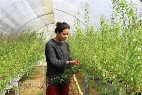 Trồng cây lạ thu nhập 50 triệu/tháng của hot girl Đà Lạt