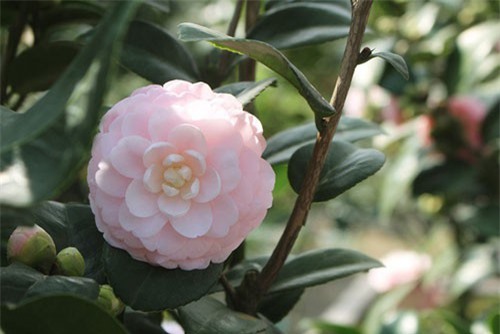 Đại gia Việt ráo riết săn lùng trà cổ trăm triệu về chơi Tết