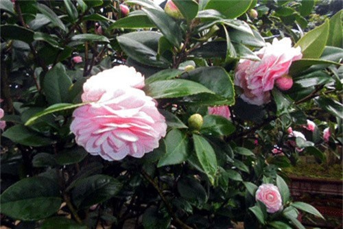 BẢN TIN TÀI CHÍNH - KINH DOANH: Đại gia ‘săn’ trà cổ trăm triệu chơi Tết, nông sản Việt lo yếu thế trên “sân nhà”