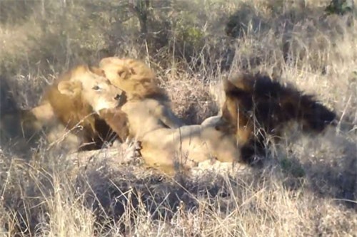 Clip: Xâm chiếm lãnh thổ, sư tử đực bị tấn công thảm khốc