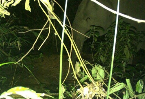 Hà Tĩnh lập dự án khẩn cấp bảo tồn loài voi châu Á