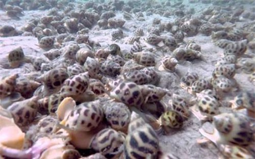 Kiên Giang: Đổi đời nhờ thả la liệt ốc ngoài biển sâu, lãi 3 tỷ/vụ