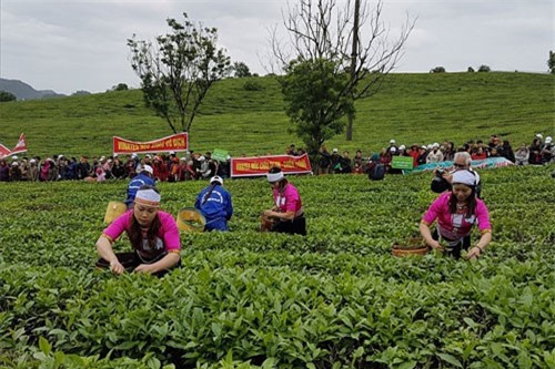 Xuất khẩu chè sang Nga giảm gần 17%