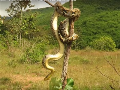 Clip: Thanh niên giải cứu thành công cho 2 chú nhím con khỏi miệng trăn khủng