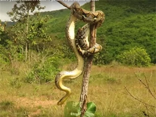 Clip: Thanh niên giải cứu thành công cho 2 chú nhím con khỏi miệng trăn khủng