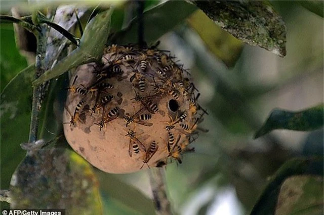 Nọc độc ong bắp cày cực độc ở Brazil có khả năng giúp con người chống lại siêu vi khuẩn kháng kháng sinh.