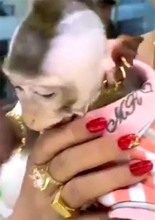 Chú khỉ nhà đại gia: Vàng lủng lẳng, xài dưỡng da, ăn nho Mỹ