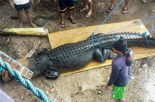 Clip: Bẫy được cá sấu khổng lồ nghi ăn thịt ngư dân