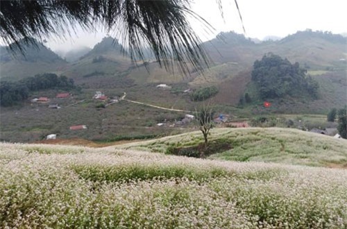 Lạc lối trong những sắc hoa dại trên cao nguyên Mộc Châu