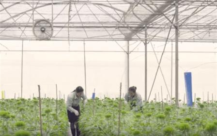 Lâm Đồng: Nhập nhiều giống hoa cao cấp phục vụ Tết