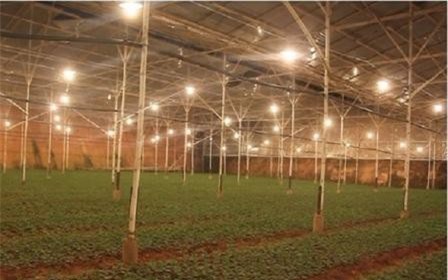 Đà Lạt: Nhà vườn dùng đèn Led để tiết kiệm điện