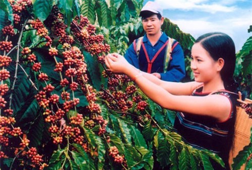 BẢN TIN TÀI CHÍNH - KINH DOANH: Xuất khẩu cà phê tăng mạnh, 45 triệu USD hỗ trợ phát triển du lịch