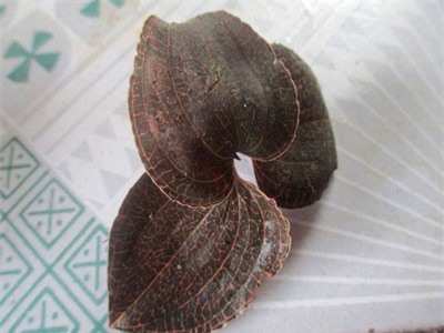 Cỏ lạ được Trung Quốc mua với giá chục triệu đồng/kg, người dân đổ xô vào rừng tìm kiếm