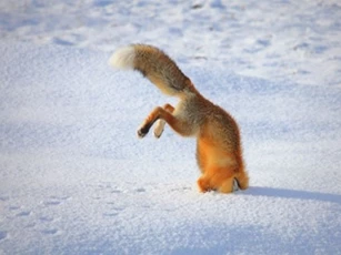 Clip: Khó hiểu với hành động nhảy cắm đầu xuống tuyết của cáo đỏ Bắc Cực