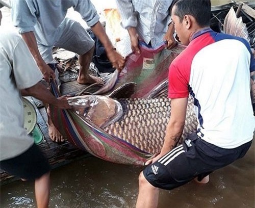 Bắt được cá hô vàng nặng 125 kg, ngư dân Vĩnh Long bỏ túi hơn 300 triệu