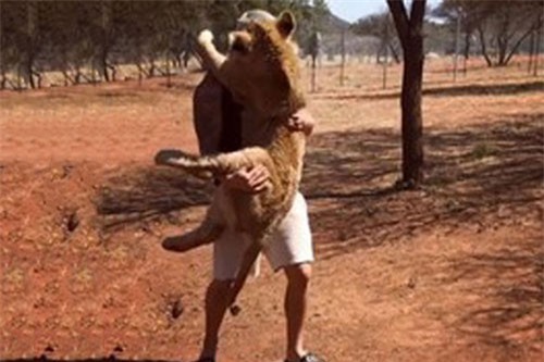 Clip hot (11/12): Sư tử làm nũng với người, người đàn ông tự thiêu do giận vợ