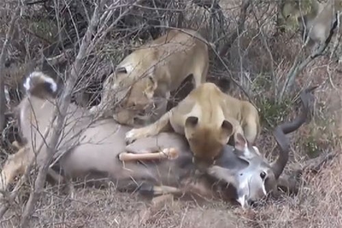 Clip: Linh dương vằn Kudu chết thảm dưới nanh vuốt đàn sư tử