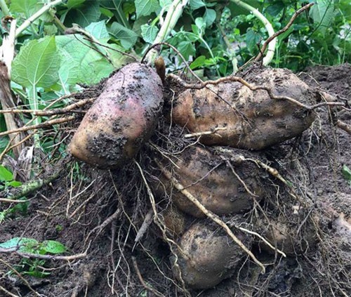 Giống khoai kỳ lạ ở Lào Cai: Ngọt như lê, thơm như nhân sâm