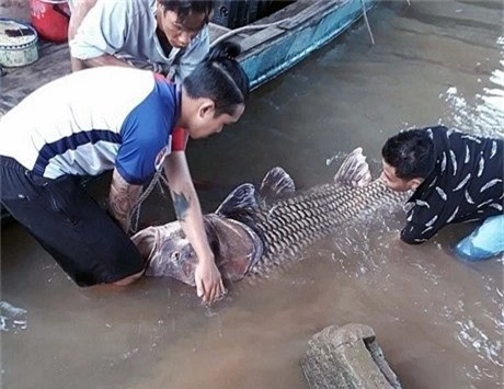 Bắt được cá hô vàng nặng 125 kg, ngư dân Vĩnh Long bỏ túi hơn 300 triệu