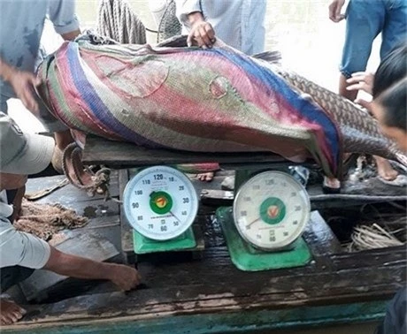 Bắt được cá hô vàng nặng 125 kg, ngư dân Vĩnh Long bỏ túi hơn 300 triệu