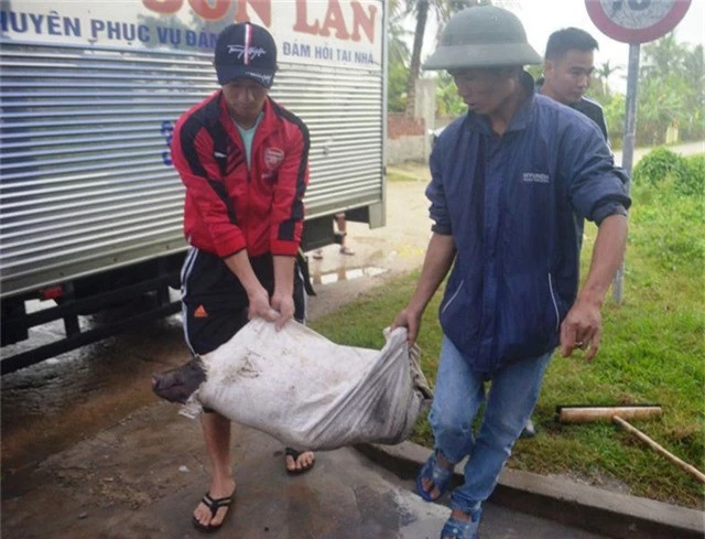  Sẵn sàn mổ lợn chiêu đãi bà con và khán giả. 