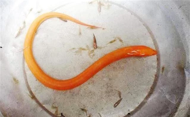 Con lươn màu vàng hiếm thấy tại Nghệ An.