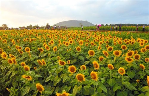 'Chết mê chết mệt' với cánh đồng hoa hướng dương 60 ha ở Nghệ An 