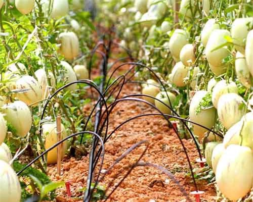 Sự thật về quả 'sâm sữa' người Việt đang tranh nhau mua