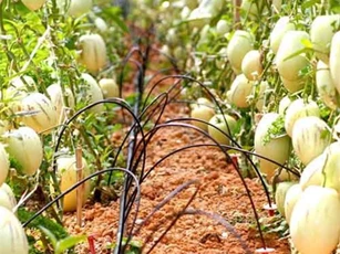 Sự thật về quả 'sâm sữa' người Việt đang tranh nhau mua