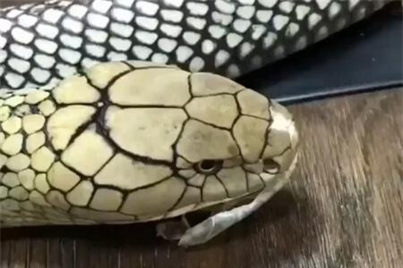 Clip: 'Đứng tim' với cảnh người chủ lột da giúp thú cưng 'cực độc'