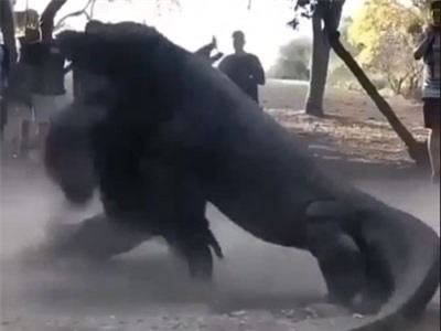 Clip: Khoảnh khắc hai con rồng Komodo đối đầu quyết liệt
