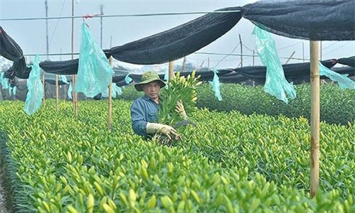 Tất bật “canh bạc” hoa Tết Kỷ Hợi: “Cắm sổ đỏ” vì… ruộng hoa