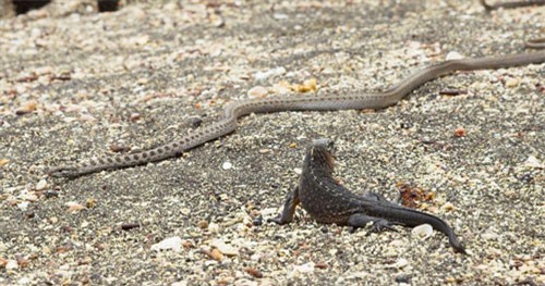 Clip: Kỳ nhông thoát chết thần kỳ khi lạc vào địa bàn của rắn