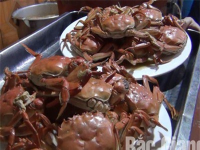 Loài cua kỳ lạ ở Bắc Giang: 2 càng phủ da, mọc lông, muốn bắt phải dùng chài bát quái