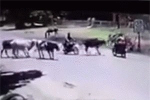 Clip: Người chạy xe máy bị ngã nháo nhào vì... bò đá